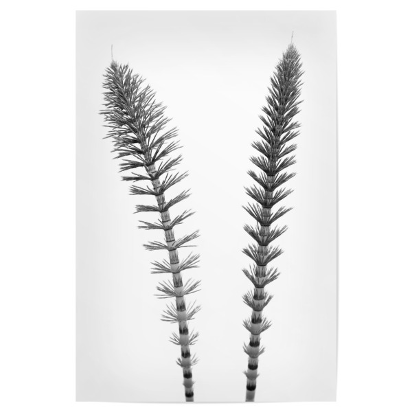 Poster "Just the Two of us" artboxONE - Natur,Floral,Abstrakt