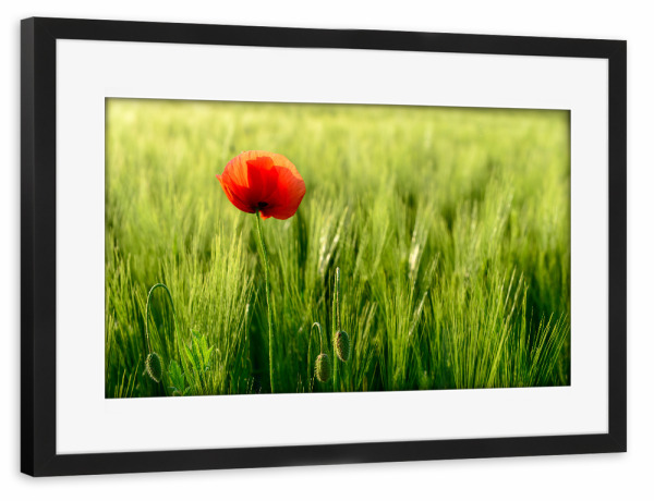 Poster mit Rahmen schwarz "Mohn im Kornfeld" artboxONE - Natur,Floral
