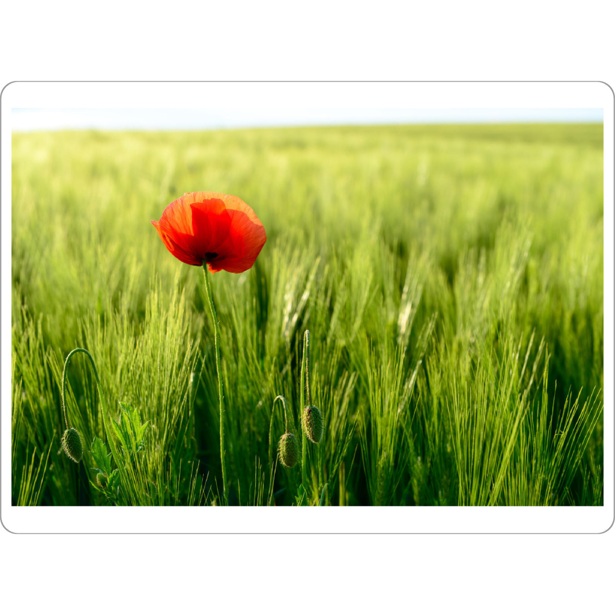 Tischset "Mohn im Kornfeld" artboxONE - Natur,Floral