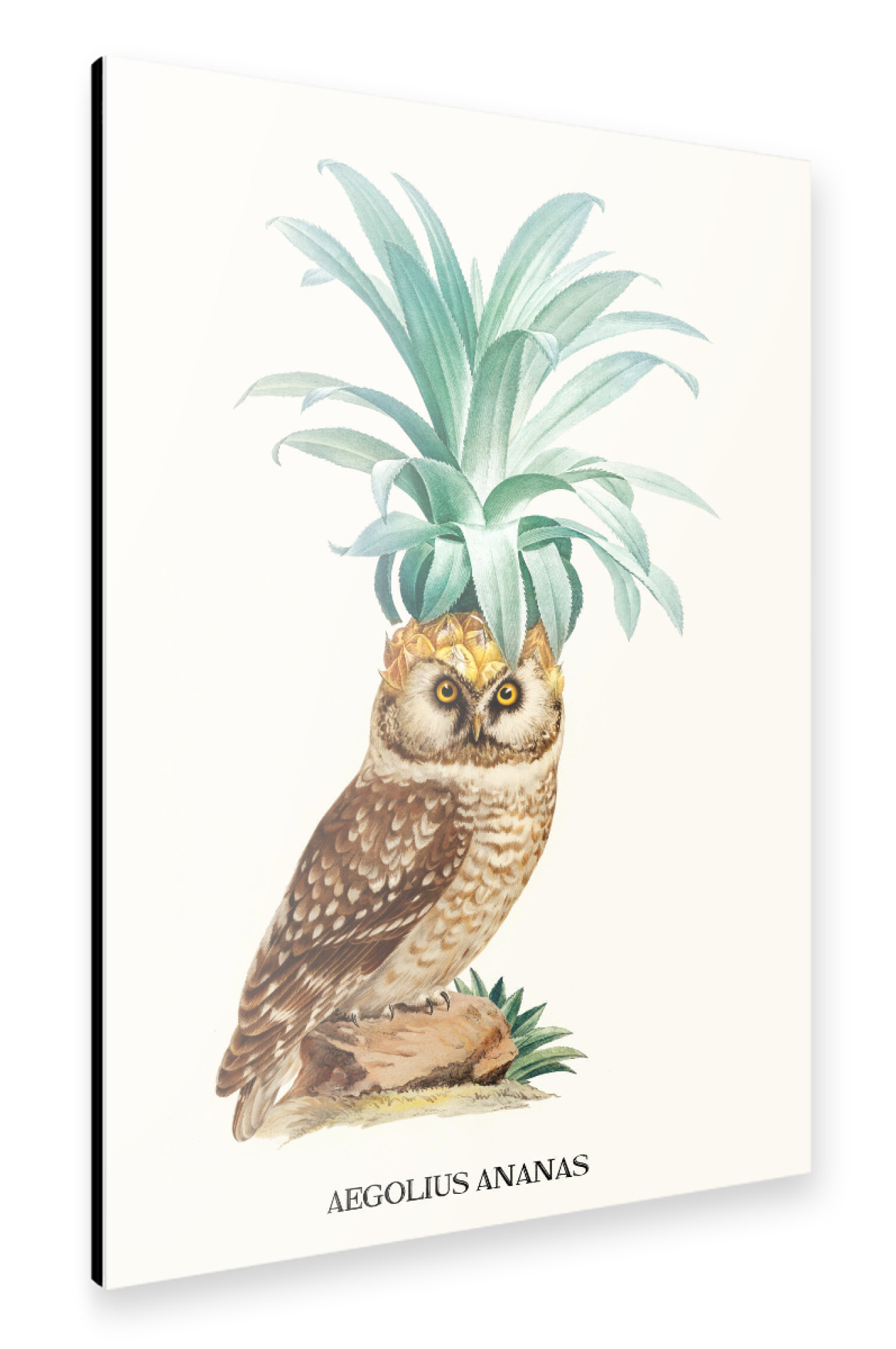 Alu-Dibond "PINEAPPLE OWL VINTAGE" 30x20 cm artboxONE