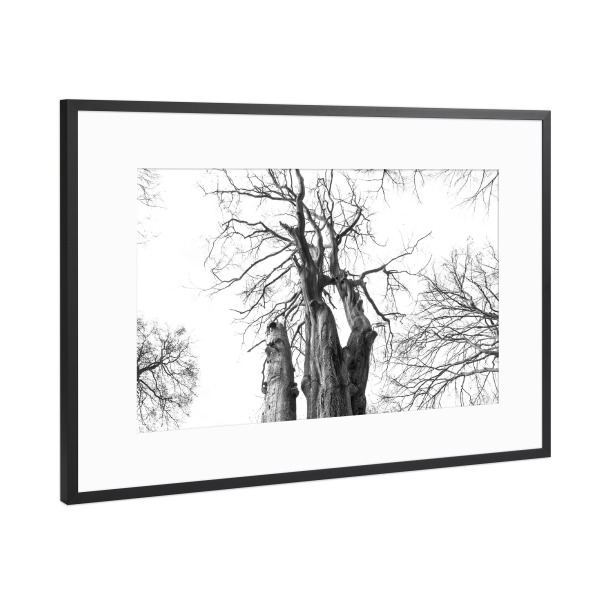 Poster mit Rahmen Schwarz (Metallic) "Die alte Buche" artboxONE - Natur,Schwarzweiß