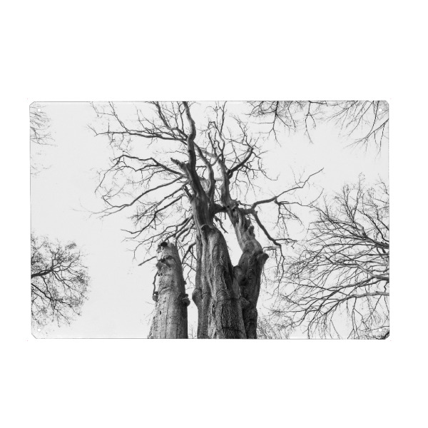 Holzbild "Die alte Buche" artboxONE - Natur,Schwarzweiß