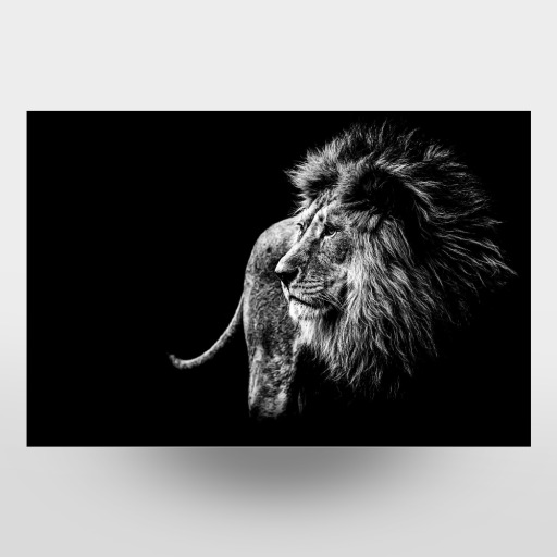 Wild Lion BW