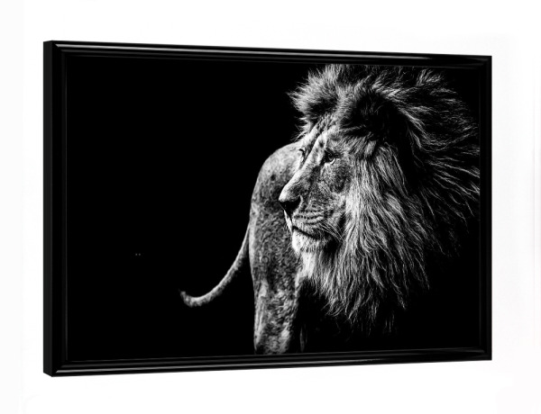 Poster mit schwarzem Rahmen "Wild Lion BW" artboxONE - Natur,Tiere - Löwe,Lion,Animal,Blackandwhite,Schwarzweiß,Wild,Tier,Natur,Nature