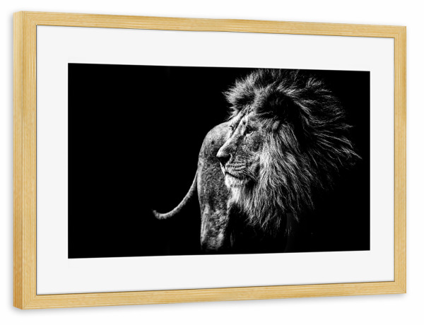 Poster mit Rahmen kiefer "Wild Lion BW" artboxONE - Natur,Tiere - Löwe,Lion,Animal,Blackandwhite,Schwarzweiß,Wild,Tier,Natur,Nature