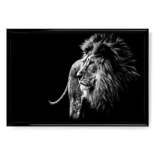 Wild Lion BW