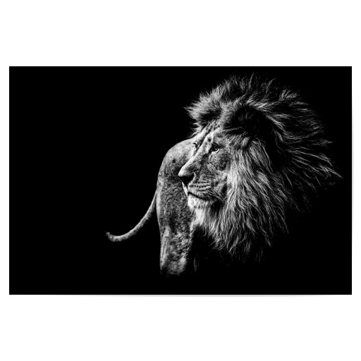 Wild Lion BW