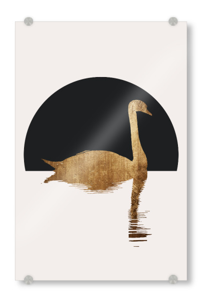 Acrylglasbild "The Swan" artboxONE - Natur,Tiere,Abstrakt