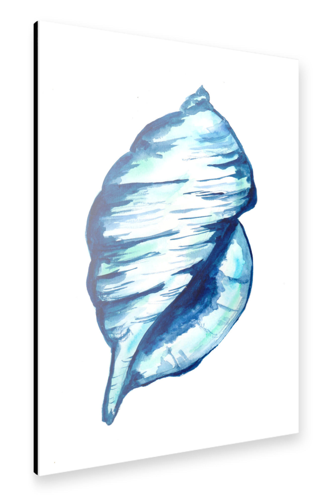Alu-Dibond "Blue Seashell Watercolor" 75x50 cm artboxONE