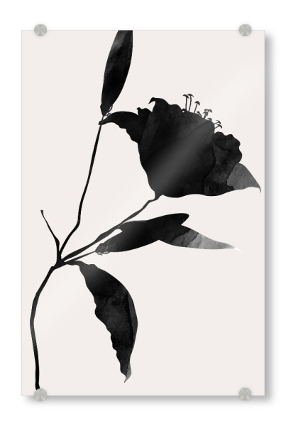 Acrylglasbild "Nero Flor" artboxONE - Natur,Floral,Abstrakt - Blume,Blumen,Flowers,Floral,Abstract,Abstrakt,Natur,Nature,Minimal,Minimalistisch
