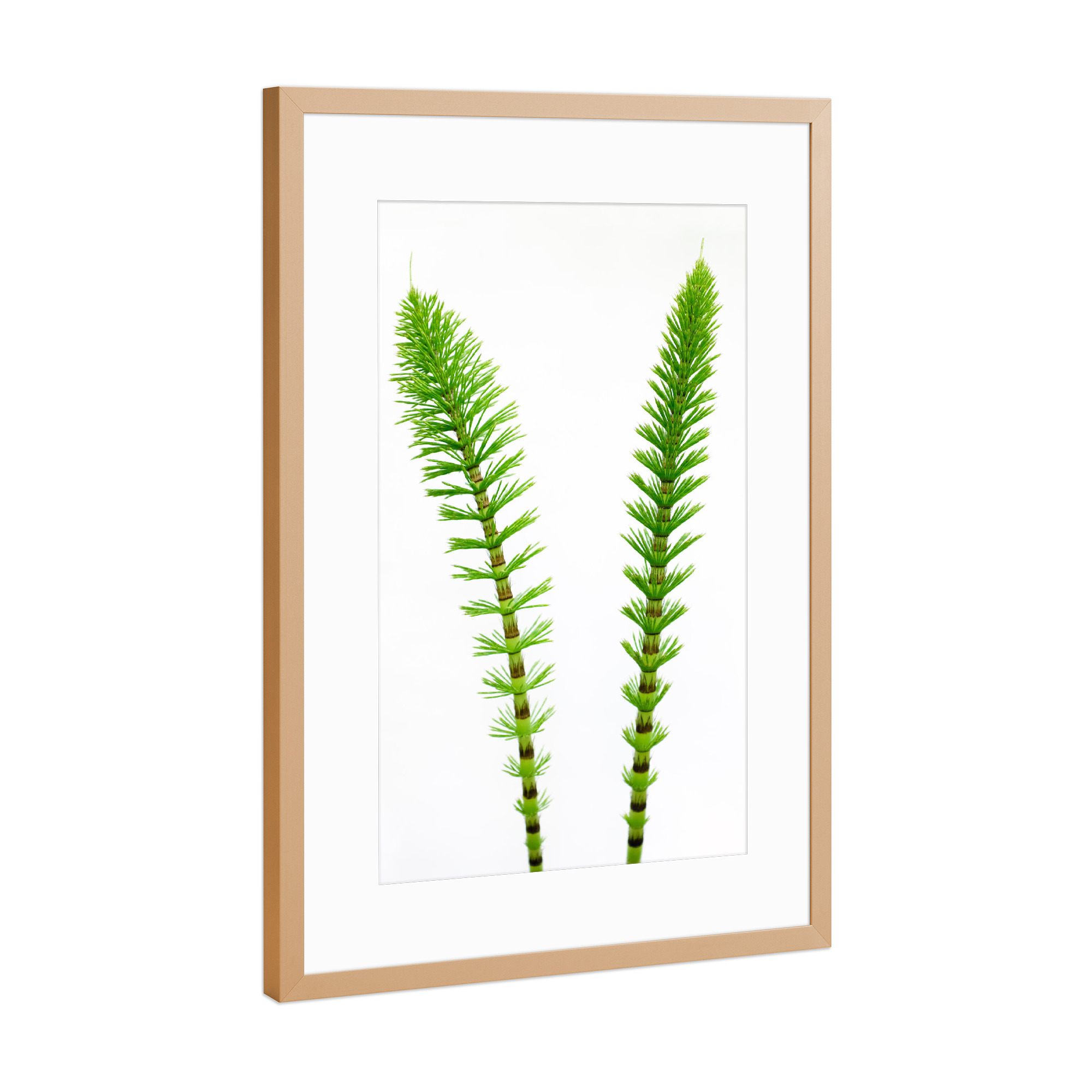 Poster mit Rahmen Kupfer "Green Friends" artboxONE - Natur,Floral - Natur,Nature,Grün,Green,Gras,Gräser,Plant,Pflanze
