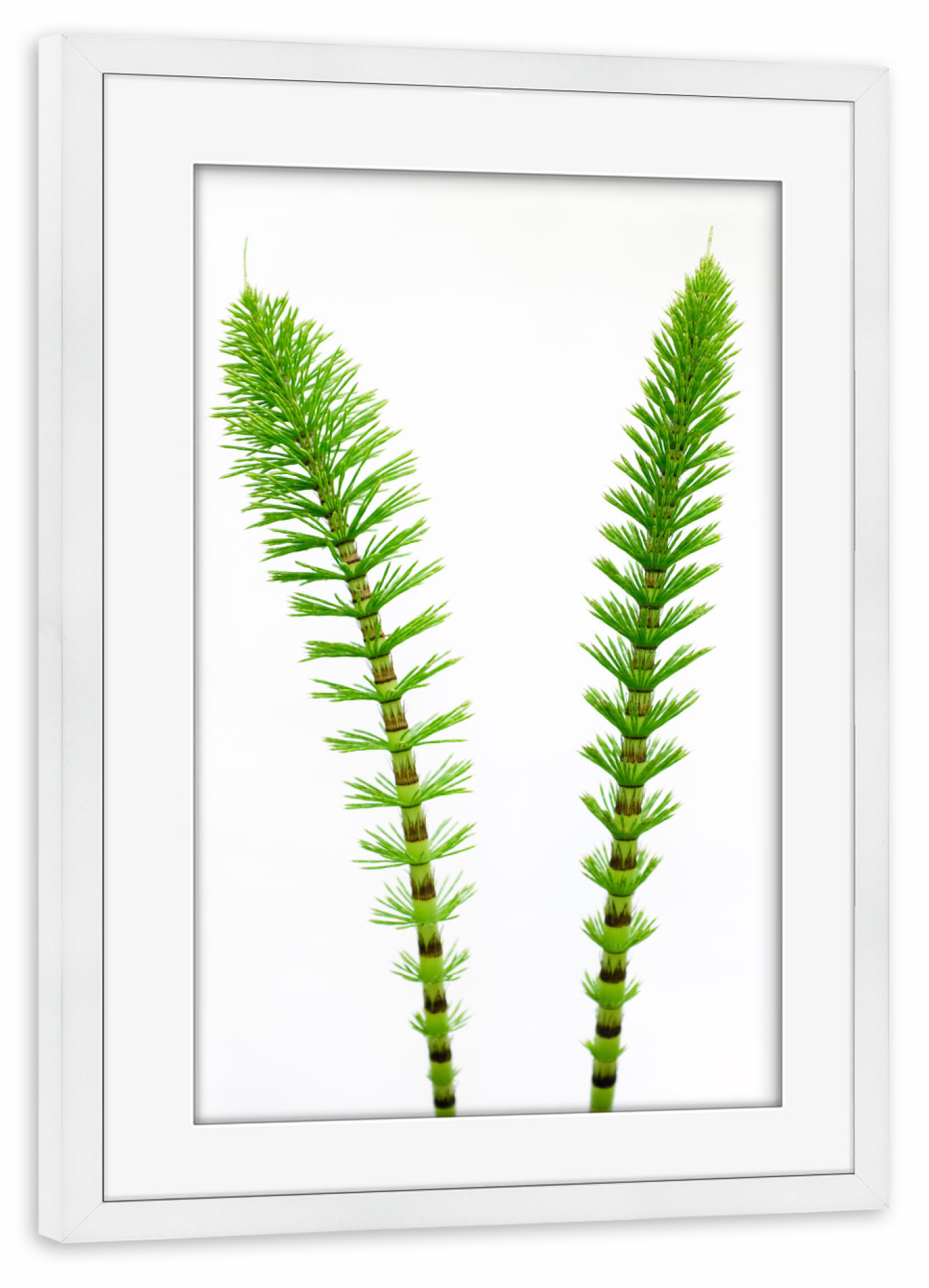 Poster mit Rahmen weiß "Green Friends" artboxONE - Natur,Floral - Natur,Nature,Grün,Green,Gras,Gräser,Plant,Pflanze