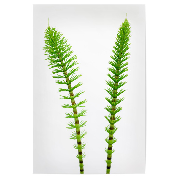 Poster 30x20 cm "Green Friends" artboxONE - Natur,Floral - Natur,Nature,Grün,Green,Gras,Gräser,Plant,Pflanze