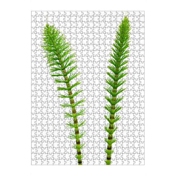 Puzzle Ravensburger "Green Friends" artboxONE - Natur,Floral - Natur,Nature,Grün,Green,Gras,Gräser,Plant,Pflanze - Bild natur