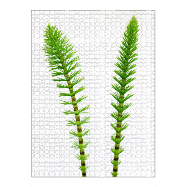 Puzzle Ravensburger "Green Friends" artboxONE - Natur,Floral - Natur,Nature,Grün,Green,Gras,Gräser,Plant,Pflanze - Bild natur