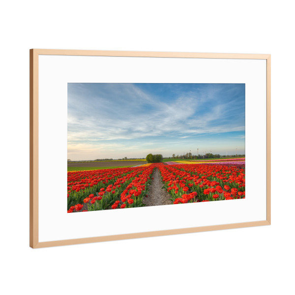 Poster mit Rahmen Kupfer "Tulpenfeld im Rhein-Kreis Neuss" artboxONE - Natur,Reise,Floral
