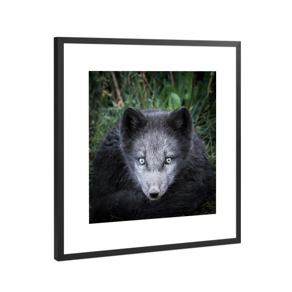 Poster mit Rahmen Schwarz (Metallic) "Polarfuchs" artboxONE - Natur,Tiere
