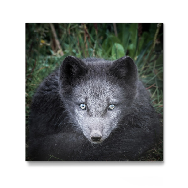 Galerie-Print "Polarfuchs" 30x30 cm artboxONE