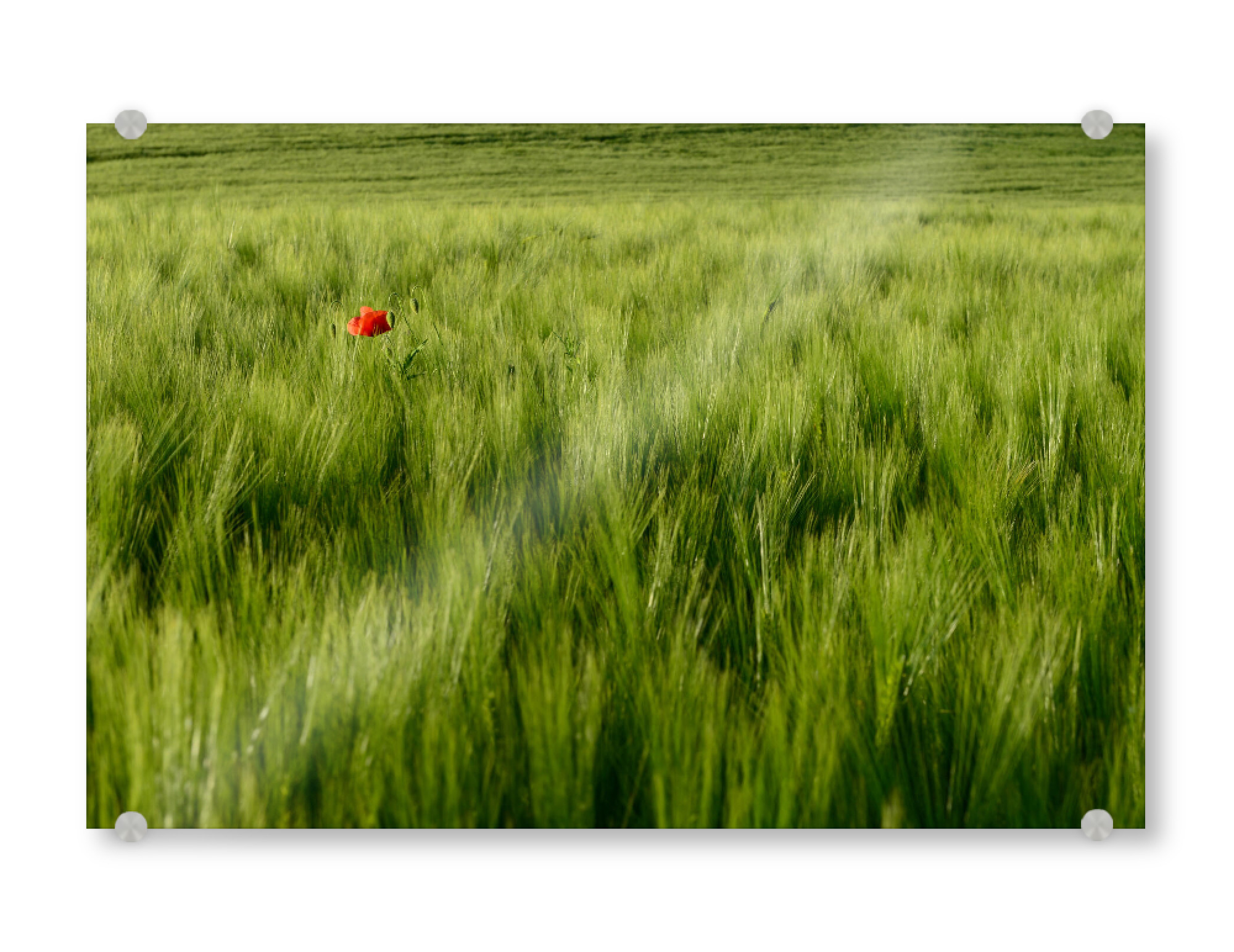 Acrylglasbild "Roter Fleck" artboxONE - Natur,Floral