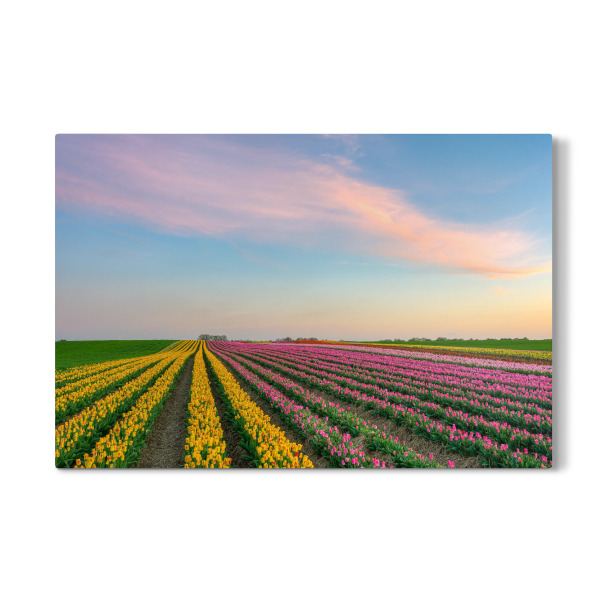 Galerie-Print "Tulpenfeld am Niederrhein" 30x20 cm artboxONE
