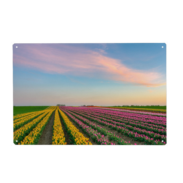 Metall Poster "Tulpenfeld am Niederrhein" artboxONE - Natur,Reise