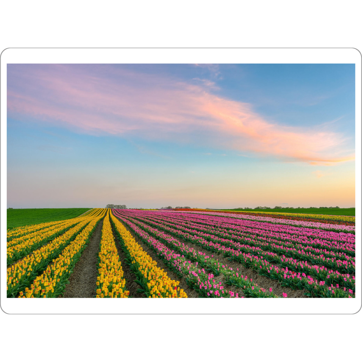Tischset "Tulpenfeld am Niederrhein" artboxONE - Natur,Reise