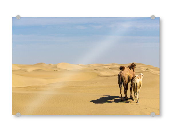 Acrylglasbild "Blick in die Ferne" artboxONE - Natur,Reise,Tiere,Reise / Asien