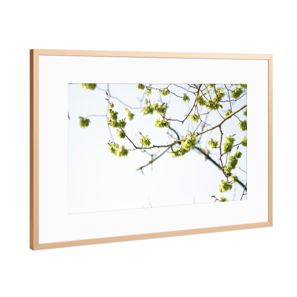 Poster mit Rahmen Kupfer "Frühjahr" artboxONE - Natur,Floral - Nature,Natur,Tree,Baum,Blüten,Floral,Frühling,Spring