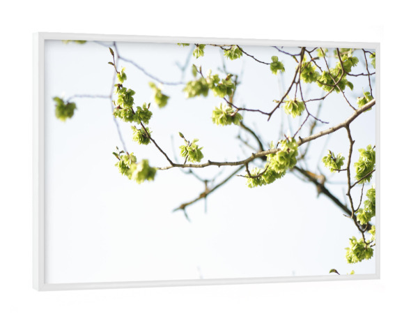 Poster mit weißem Rahmen "Frühjahr" artboxONE - Natur,Floral - Nature,Natur,Tree,Baum,Blüten,Floral,Frühling,Spring