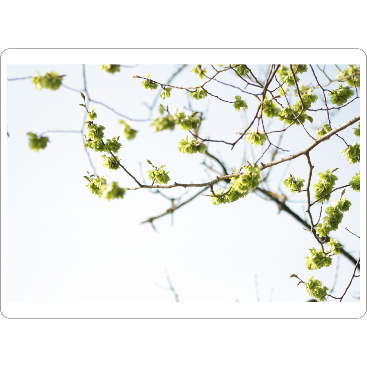 Tischset "Frühjahr" artboxONE - Natur,Floral - Nature,Natur,Tree,Baum,Blüten,Floral,Frühling,Spring - Bild nature