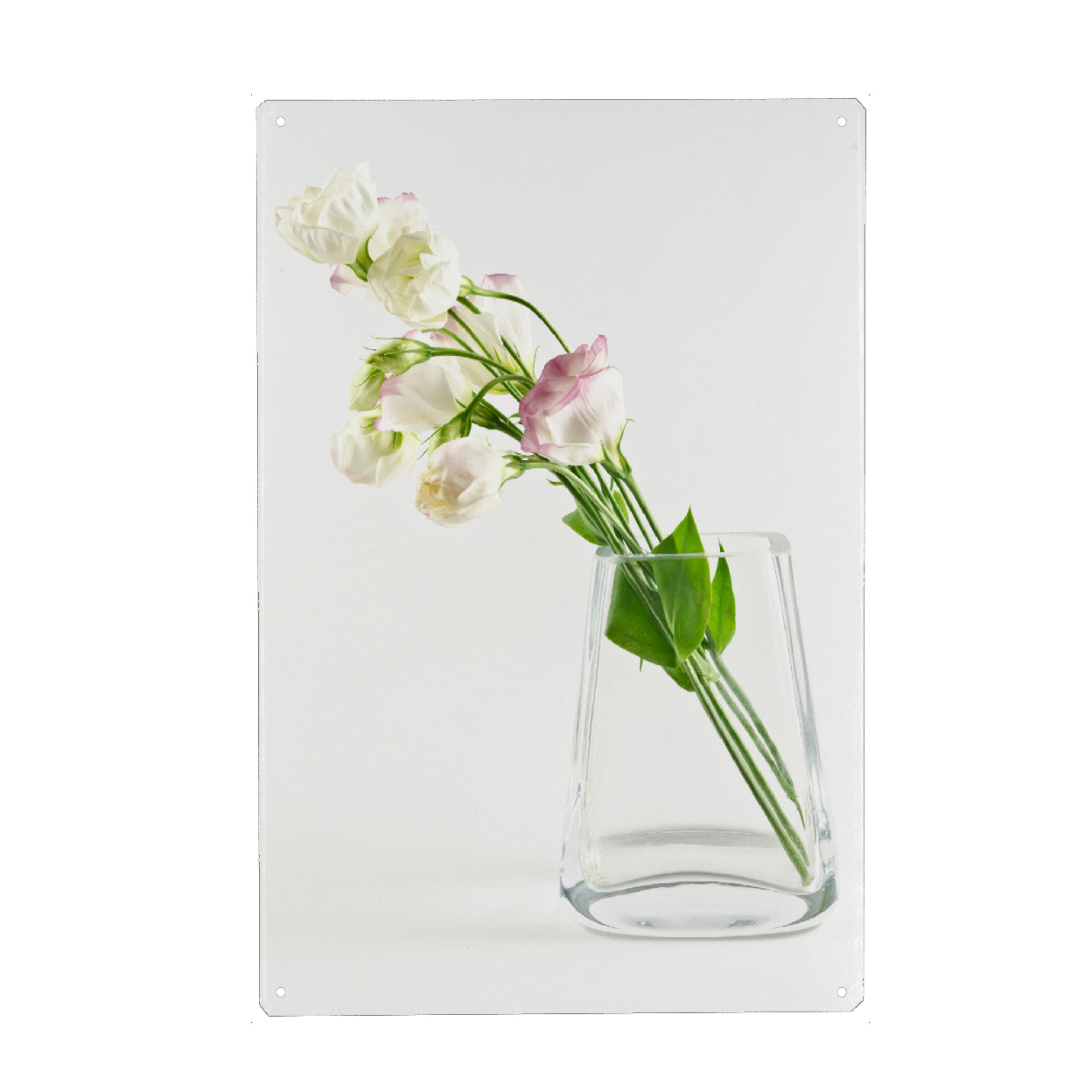 Metall Poster "Lisianthus" artboxONE - Natur,Floral