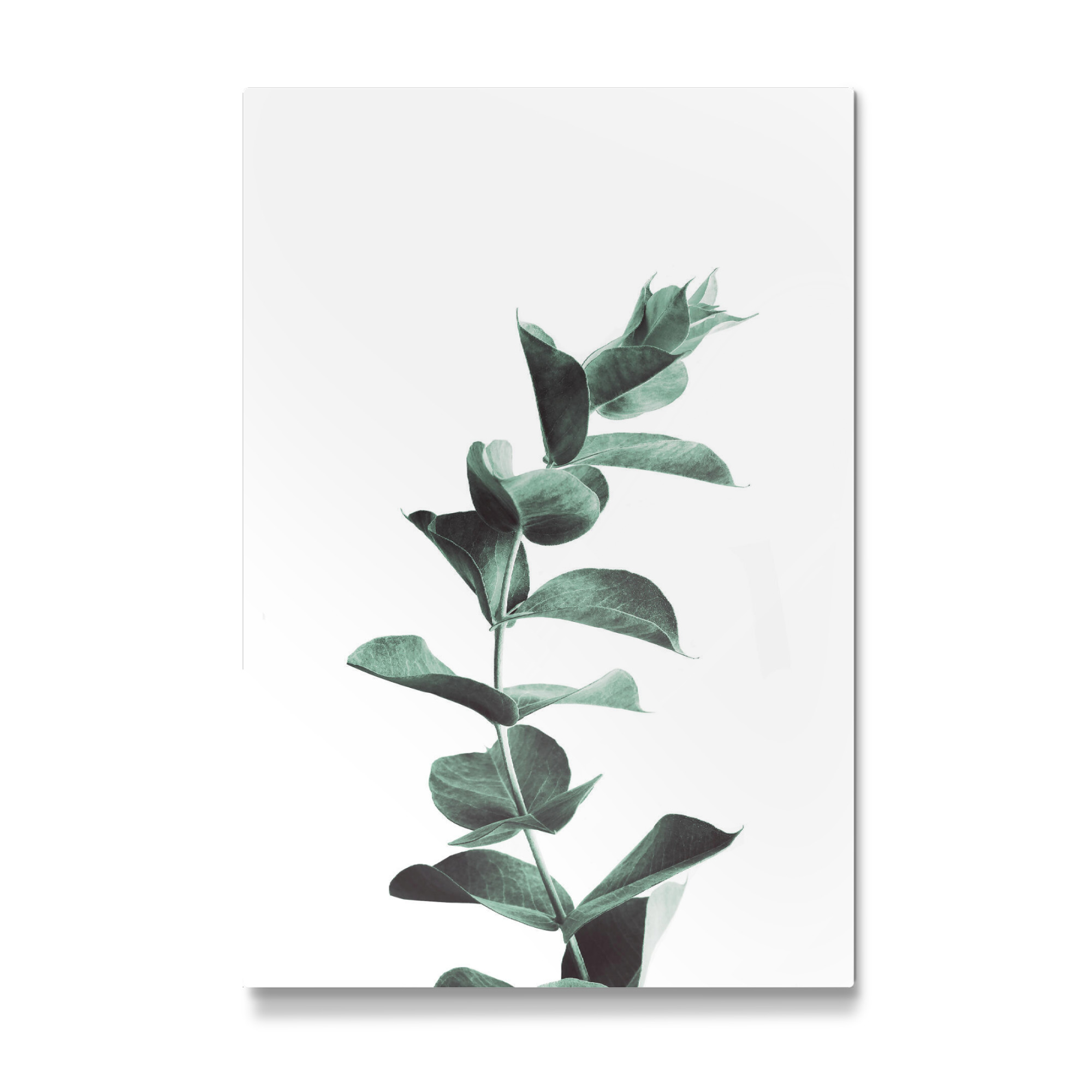 Galerie-Print "Eucalyptus, Green Floral" 30x20 cm artboxONE