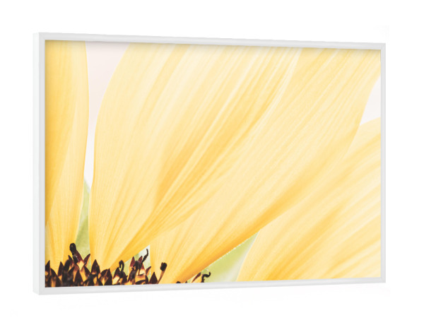 Poster mit weißem Rahmen "Sunflower details" artboxONE - Natur,Floral