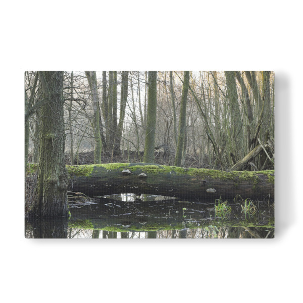 Leinwandbild "Der Gefallene" artboxONE - Natur