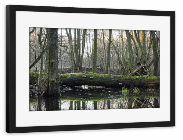 Poster mit Rahmen schwarz "Der Gefallene" artboxONE - Natur