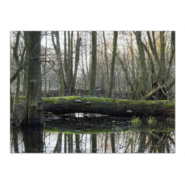 Puzzle Ravensburger "Der Gefallene" artboxONE - Natur