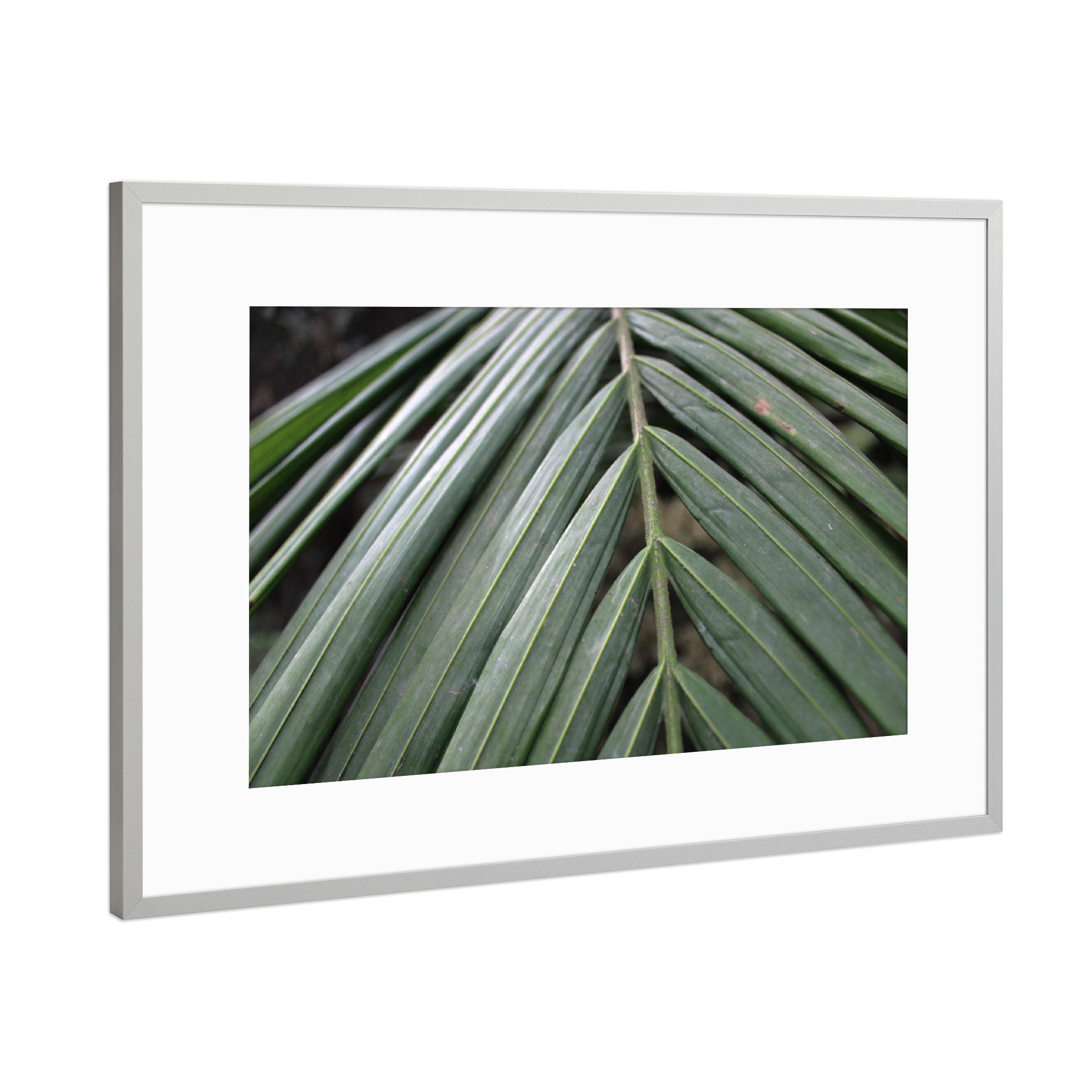 Poster mit Rahmen Silber "Tropic leaves" artboxONE - Natur,Reise - Tropical,Tropical leaves,Natur,Nature,Floral,Plant,Pflanze,Closeup