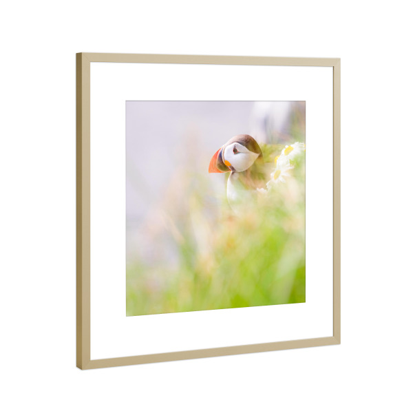 Poster mit Rahmen Gold "Sea Parrot" artboxONE - Natur,Tiere