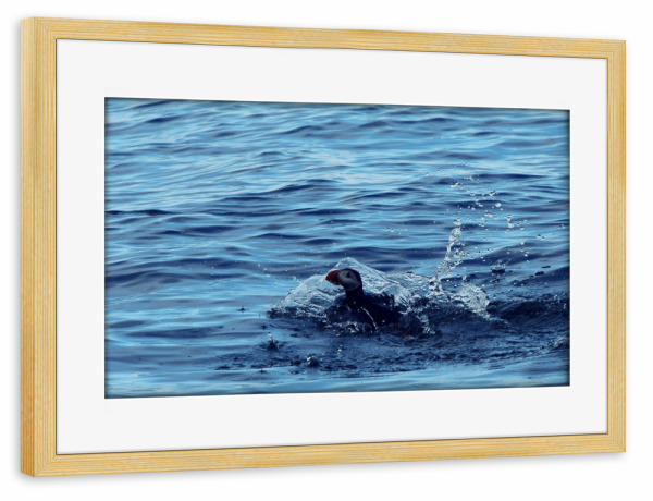 Poster mit Rahmen kiefer "Papageitaucher" artboxONE - Natur,Reise,Tiere,Reise / Strand und Meer,Reise / Länder