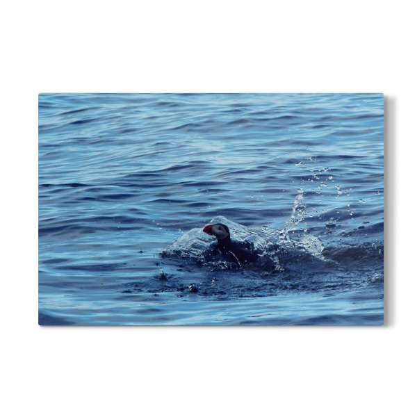 Galerie-Print "Papageitaucher" 30x20 cm artboxONE