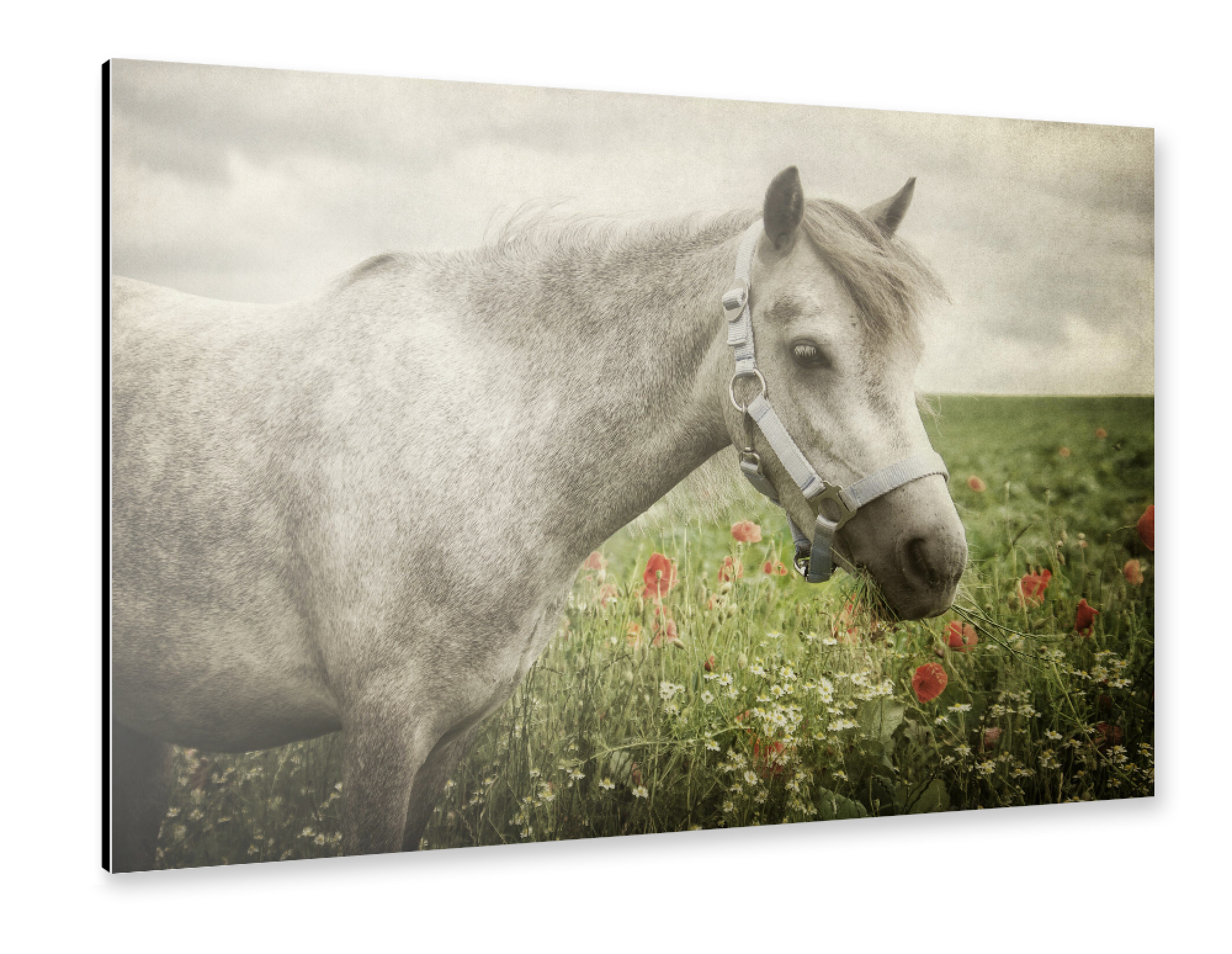 Alu-Dibond "Welshpony" 30x20 cm artboxONE