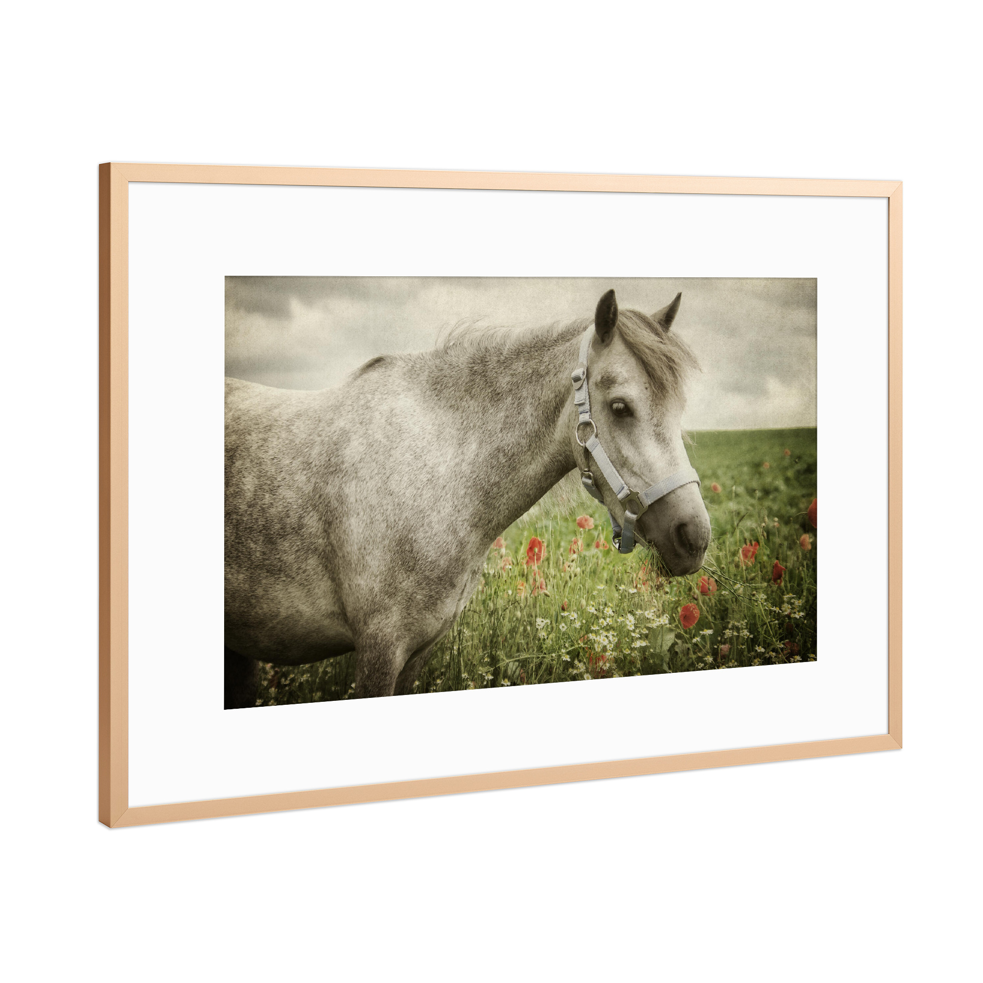 Poster mit Rahmen Kupfer "Welshpony" artboxONE - Natur,Tiere