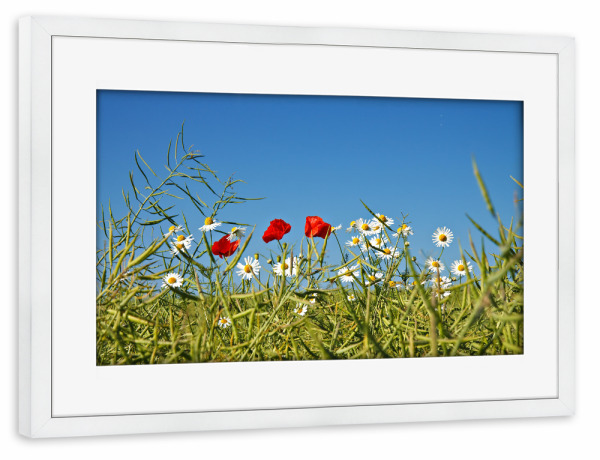Poster mit Rahmen weiß "Mohnblumen und Kamillen" artboxONE - Natur,Floral