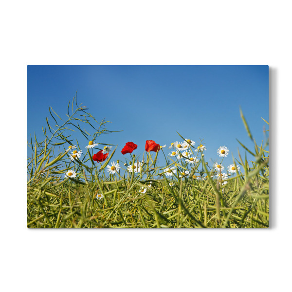 Galerie-Print "Mohnblumen und Kamillen" 30x20 cm artboxONE