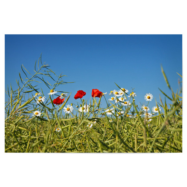 Poster "Mohnblumen und Kamillen" artboxONE - Natur,Floral