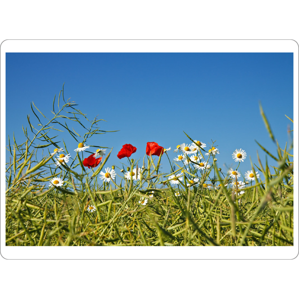 Tischset "Mohnblumen und Kamillen" artboxONE - Natur,Floral
