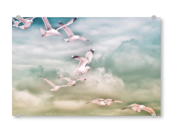 Acrylglasbild "The Flight" artboxONE - Natur,Reise,Tiere,Reise / Strand und Meer