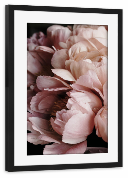 Poster mit Rahmen schwarz "Elegant Flower" artboxONE - Natur,Floral,Liebe,Für Mama - Peony,Peonies,Floral,Flower,Elegant,Flowers,Blumen,Closeup,Beauty