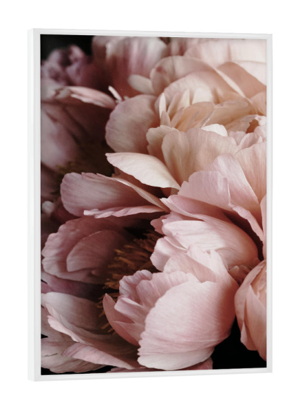 Poster mit weißem Rahmen "Elegant Flower" artboxONE - Natur,Floral,Liebe,Für Mama - Peony,Peonies,Floral,Flower,Elegant,Flowers,Blumen,Closeup,Beauty