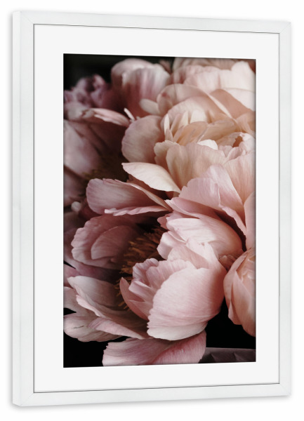 Poster mit Rahmen weiß "Elegant Flower" artboxONE - Natur,Floral,Liebe,Für Mama - Peony,Peonies,Floral,Flower,Elegant,Flowers,Blumen,Closeup,Beauty
